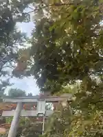 彌彦神社 (伊夜日子神社)の鳥居