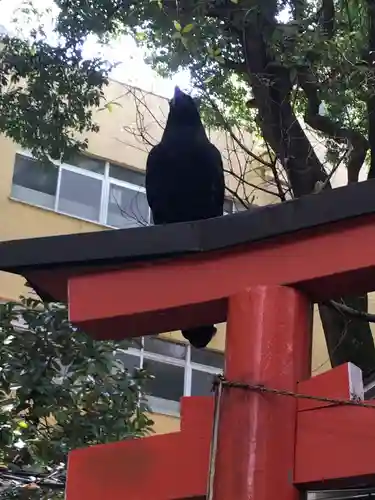 水稲荷神社の動物
