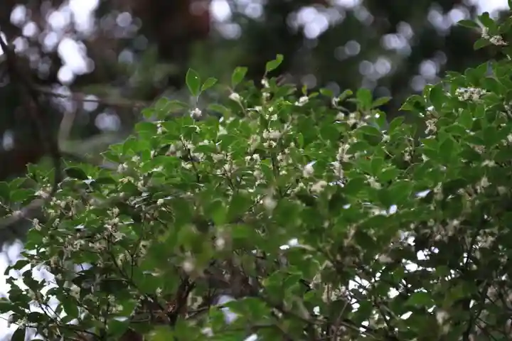 阿久津「田村神社」(郡山市阿久津町)旧社名:伊豆箱根三嶋三社の庭園