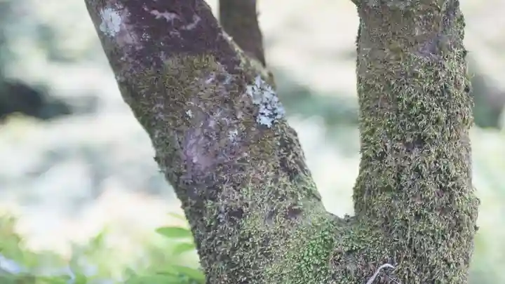 東福禅寺(東福寺)(京都府)