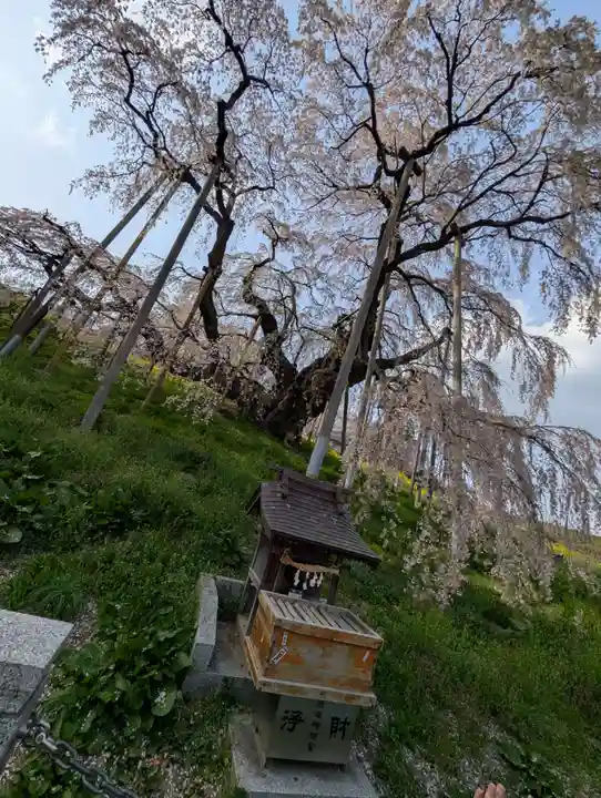 瀧桜神明宮(福島県)
