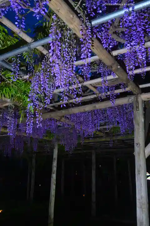 亀戸天神社(東京都)