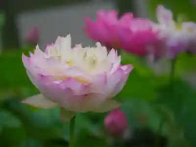 極楽山　浄土寺(北海道)