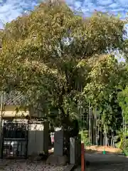 諏訪神社(神奈川県)