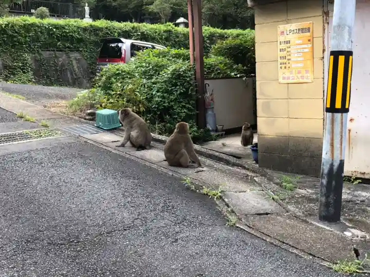 山科神社の動物