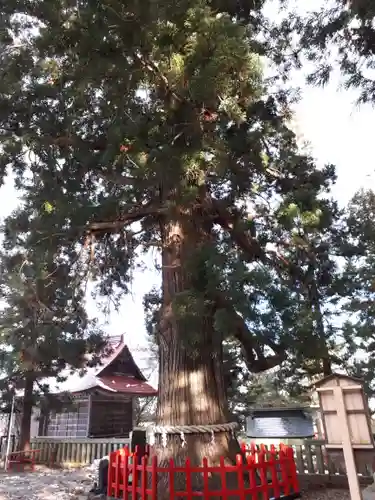 志和古稲荷神社の自然