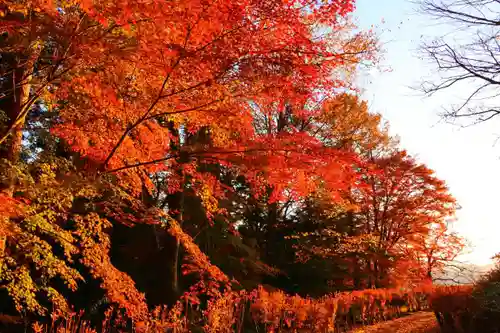 城山八幡神社の自然
