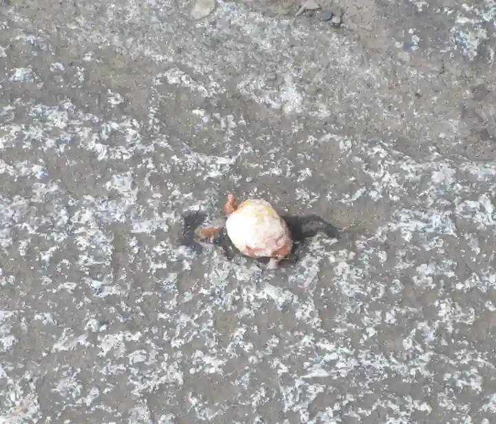 護国寺(東京都)