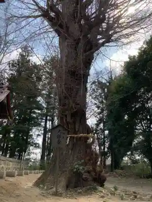 津島神社の{uncategorized: "未分類", other: "その他", undefined: "問題あり", building: "その他建物", grave: "お墓", sacred_gate: "鳥居", guardian: "狛犬", statue: "像", buddha: "仏像", history: "歴史", nature: "自然", garden: "庭園", animal: "動物", pagoda: "塔", temizu: "手水舎", mountain_gate: "山門・神門", sanctuary: "本殿・本堂", subordinate: "末社・摂社", art: "芸術", scenery: "景色", jizo: "地蔵", ema: "絵馬", goshuin: "御朱印", omikuji: "おみくじ", items: "授与品その他", amulet: "お守り", goshuincho: "御朱印帳", eats: "食事", festival: "お祭り", votive_dance: "神楽", shichigosan: "七五三参", wedding: "結婚式", experience: "体験その他", initially: "初詣", around: "周辺", anti_infection: "感染症対策"}