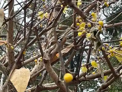 浄瑠璃寺(京都府)