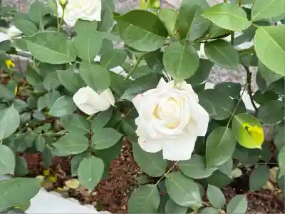 五大堂同聚院(京都府)