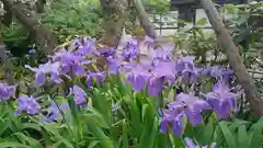 平野神社の自然