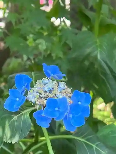 阿佐ヶ谷神明宮の自然