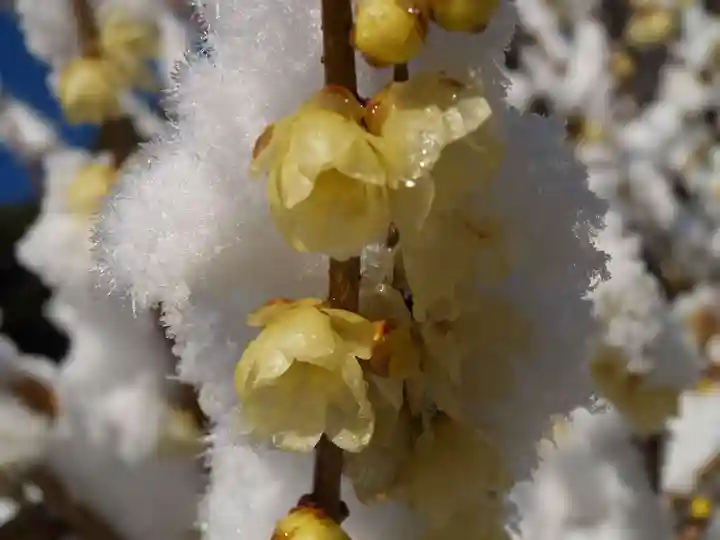 清水寺(栃木県)