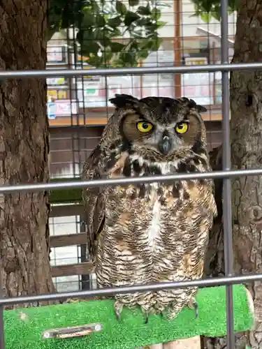 宮地嶽神社の動物