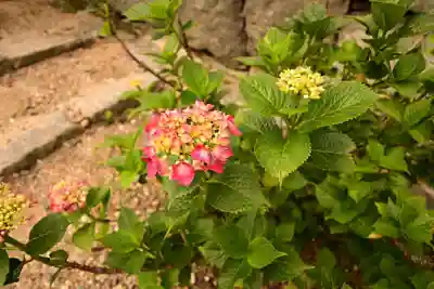 矢田寺(奈良県)