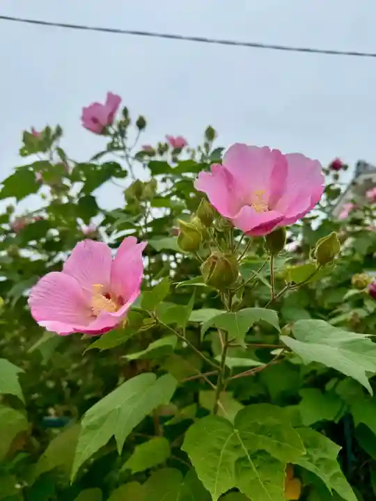 蔵林寺(京都府)