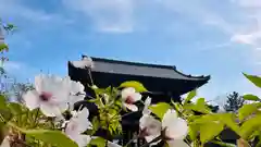 仁和寺(京都府)