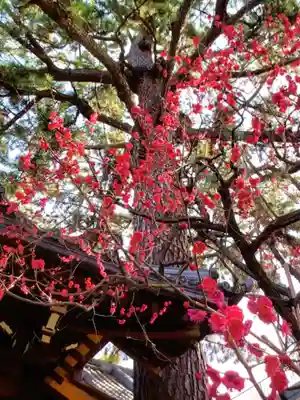 玄国寺(東京都)