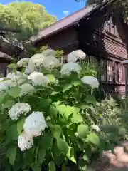 新琴似神社の自然