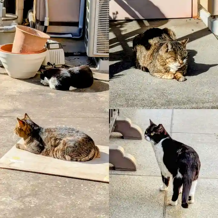 白金氷川神社の動物