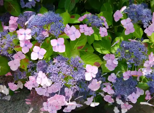 鶴岡八幡宮(神奈川県)
