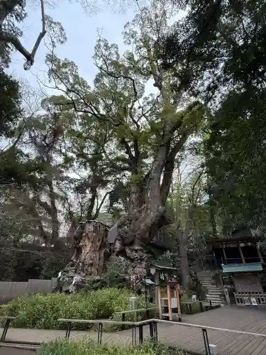來宮神社の{uncategorized: "未分類", other: "その他", undefined: "問題あり", building: "その他建物", grave: "お墓", sacred_gate: "鳥居", guardian: "狛犬", statue: "像", buddha: "仏像", history: "歴史", nature: "自然", garden: "庭園", animal: "動物", pagoda: "塔", temizu: "手水舎", mountain_gate: "山門・神門", sanctuary: "本殿・本堂", subordinate: "末社・摂社", art: "芸術", scenery: "景色", jizo: "地蔵", ema: "絵馬", goshuin: "御朱印", omikuji: "おみくじ", items: "授与品その他", amulet: "お守り", goshuincho: "御朱印帳", eats: "食事", festival: "お祭り", votive_dance: "神楽", shichigosan: "七五三参", wedding: "結婚式", experience: "体験その他", initially: "初詣", around: "周辺", anti_infection: "感染症対策"}