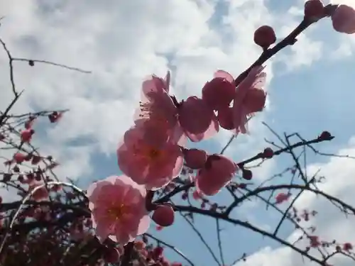 神戸神社の自然
