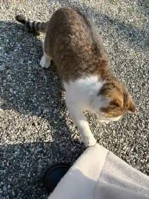 忌部神社の{uncategorized: "未分類", other: "その他", undefined: "問題あり", building: "その他建物", grave: "お墓", sacred_gate: "鳥居", guardian: "狛犬", statue: "像", buddha: "仏像", history: "歴史", nature: "自然", garden: "庭園", animal: "動物", pagoda: "塔", temizu: "手水舎", mountain_gate: "山門・神門", sanctuary: "本殿・本堂", subordinate: "末社・摂社", art: "芸術", scenery: "景色", jizo: "地蔵", ema: "絵馬", goshuin: "御朱印", omikuji: "おみくじ", items: "授与品その他", amulet: "お守り", goshuincho: "御朱印帳", eats: "食事", festival: "お祭り", votive_dance: "神楽", shichigosan: "七五三参", wedding: "結婚式", experience: "体験その他", initially: "初詣", around: "周辺", anti_infection: "感染症対策"}