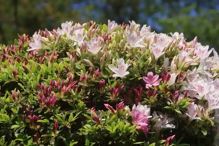 長屋神社の庭園