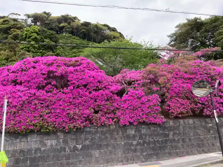 安養院 (田代寺)の自然