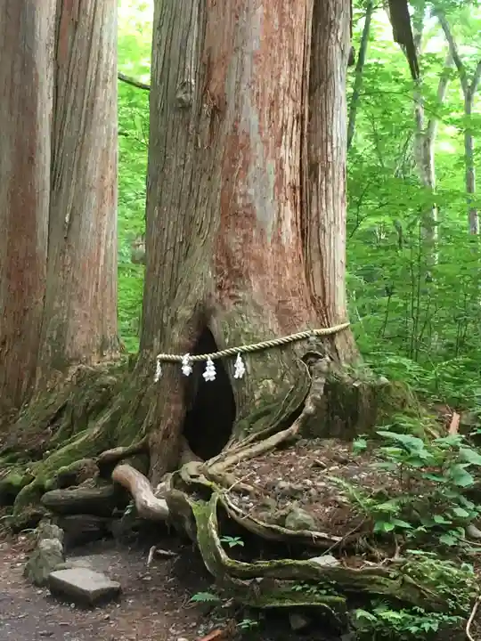 戸隠神社奥社の自然