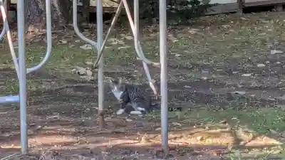 芽室神社の動物