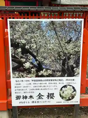 金櫻神社(山梨県)