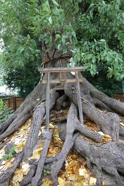 和泉國一之宮 大鳥大社(大阪府)