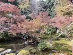 実相院門跡の自然