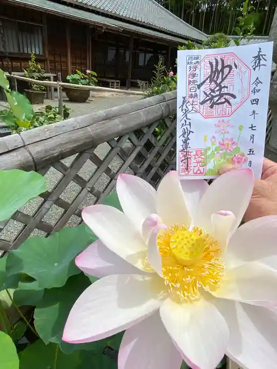 妙蓮寺の御朱印