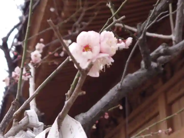 蒲原神社の自然