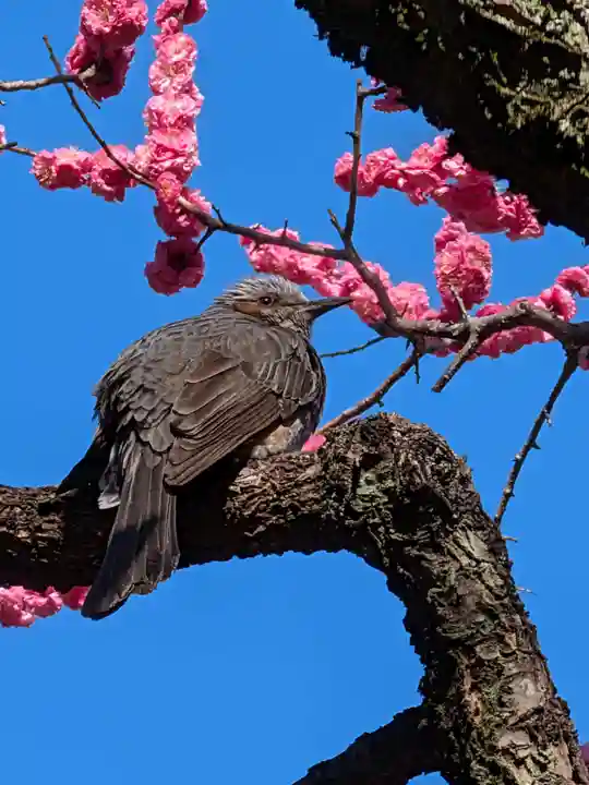 高円寺(東京都)