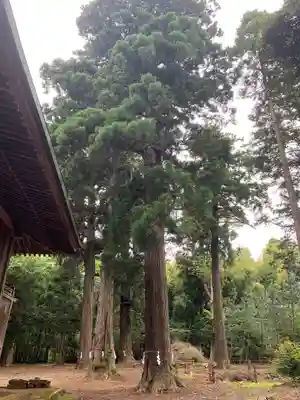 八坂神社の自然