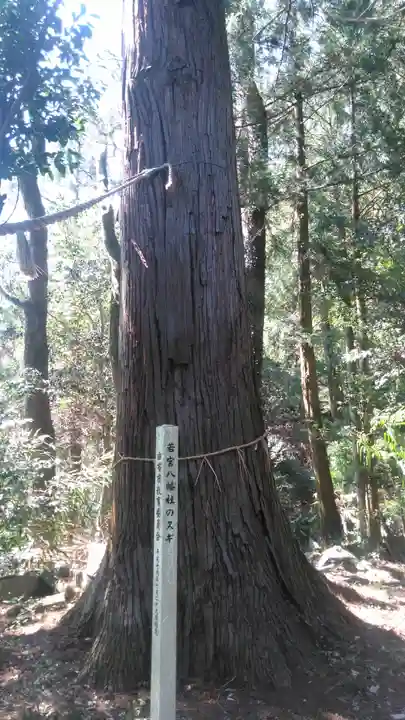 若宮八幡社の自然