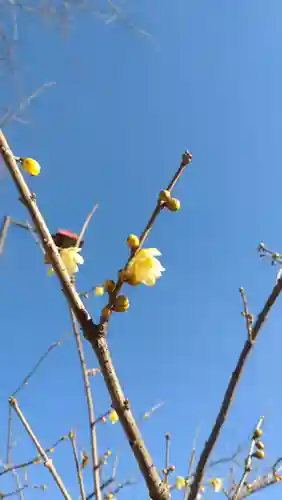 浅草神社の自然