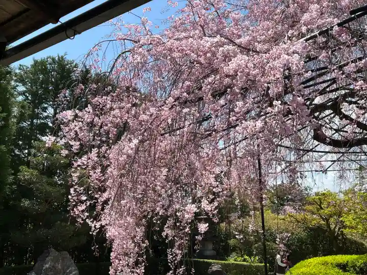 退蔵院(京都府)