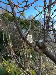 根岸八幡神社の自然