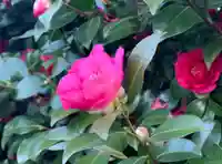 埼玉厄除け開運大師・龍泉寺(切り絵御朱印発祥の寺)の自然