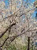 阿佐ヶ谷神明宮(東京都)