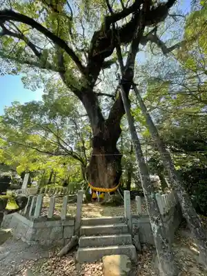 大分八幡宮(福岡県)