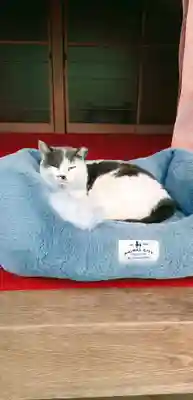 大宮・大原神社(千葉県)