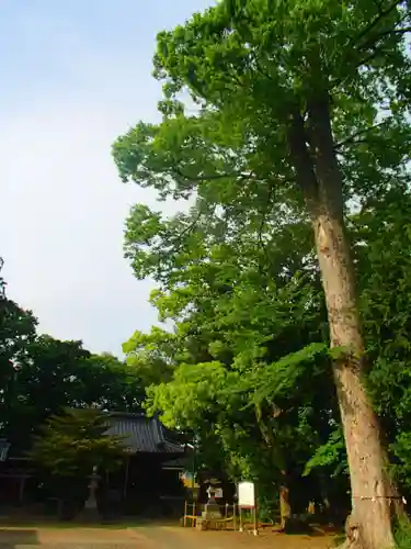 大久保神社の自然