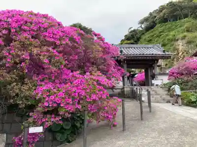 安養院　(田代寺）(神奈川県)